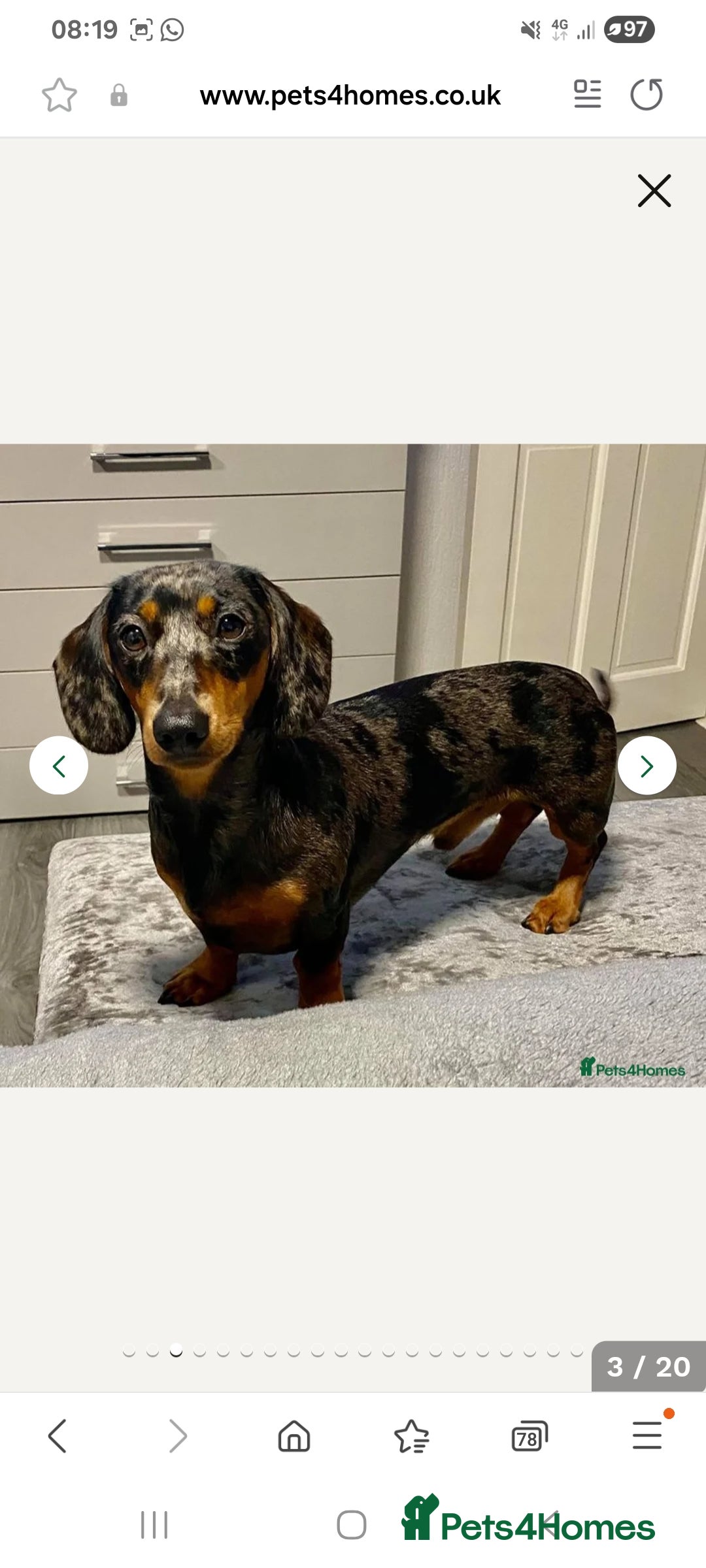 Miniature Dachshund dogs for sale: Stunning KC Health Tested Miniature Dachshunds - Image 20