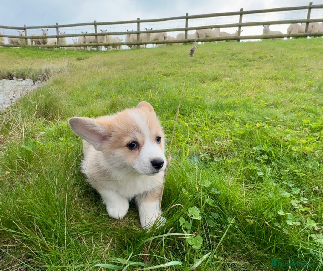 Welsh Corgi Pembroke dogs for sale: Stunning KC Registered Corgis - Image 6