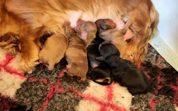 Miniature Dachshund dogs for sale: KC PRA Clear Mini Longhair Daxies – Dapple - Image 3