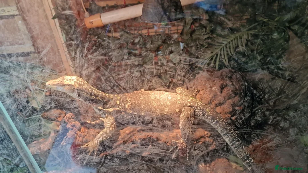Monitor reptiles for sale: Water Monitor Crossed with a Cumingi in Bristol - Advert 1