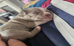 Mixed Breed dogs for sale: Last Beautiful Pink Frenchton Boy Pup Available  - Image 25