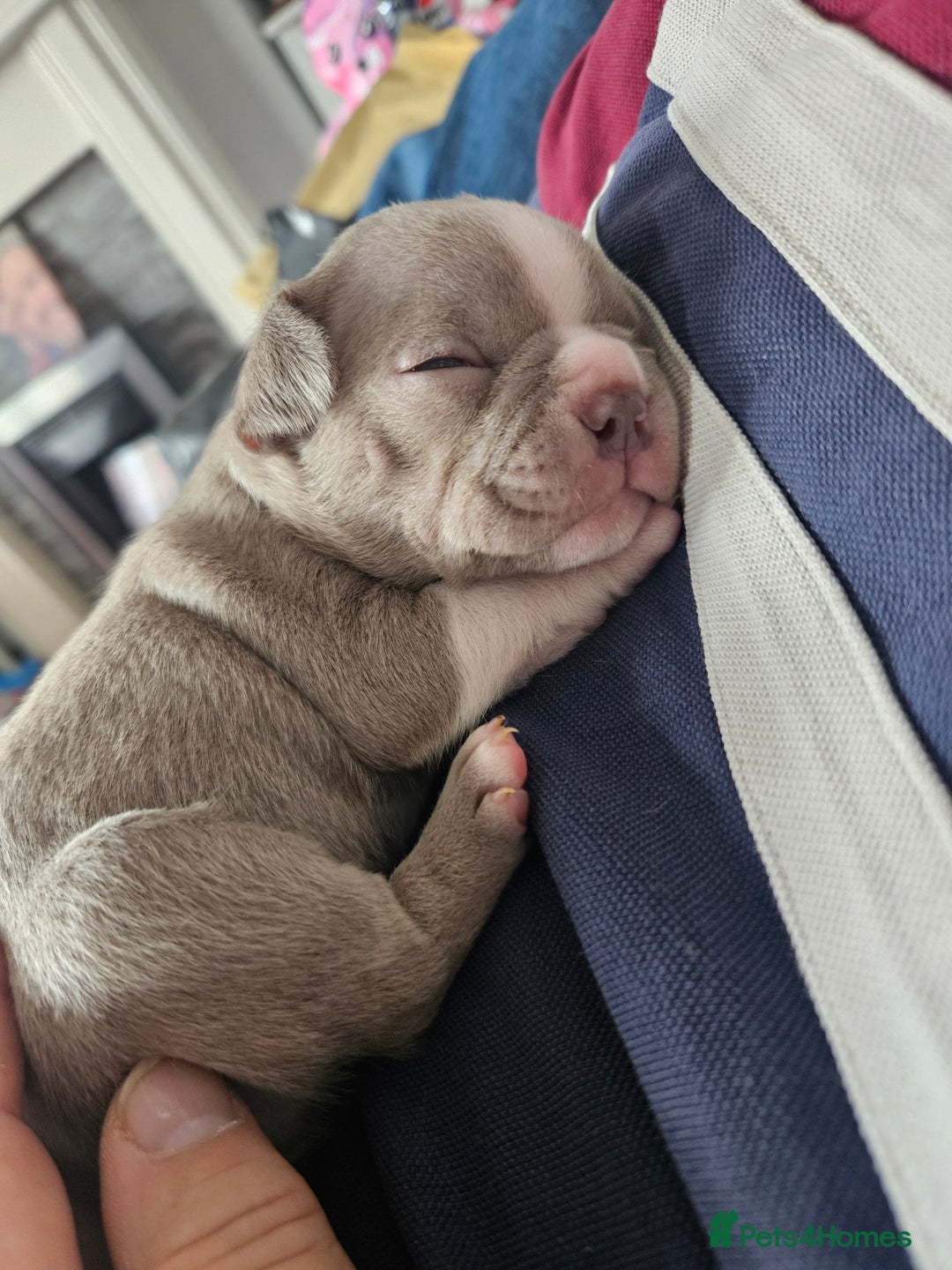 Mixed Breed dogs for sale: Last Beautiful Pink Frenchton Boy Pup Available  - Image 25