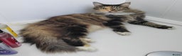 Norwegian Forest Cat cats for sale: Norwegian Forest Cat Female 10yrs - Advert 3