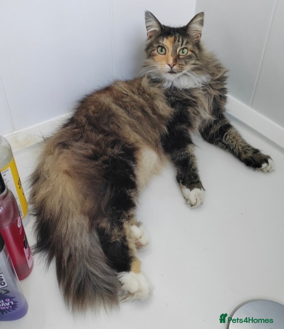 Norwegian Forest Cat cats for sale: Norwegian Forest Cat Female 10yrs - Advert 3