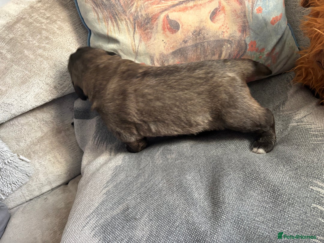 Caucasian Shepherd Dog dogs for sale: Caucasian shepherds 1 female and 1 male left - Advert 8