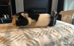 Guinea Pig rodents for sale: Guinea pig boar tri-colour - Advert 1