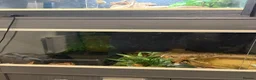 Python Snake reptiles for sale: Pied Python and vivarium in Waterlooville - Advert 4