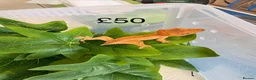 Gecko reptiles for sale: Crested Geckos various  in Burgess Hill - Advert 12
