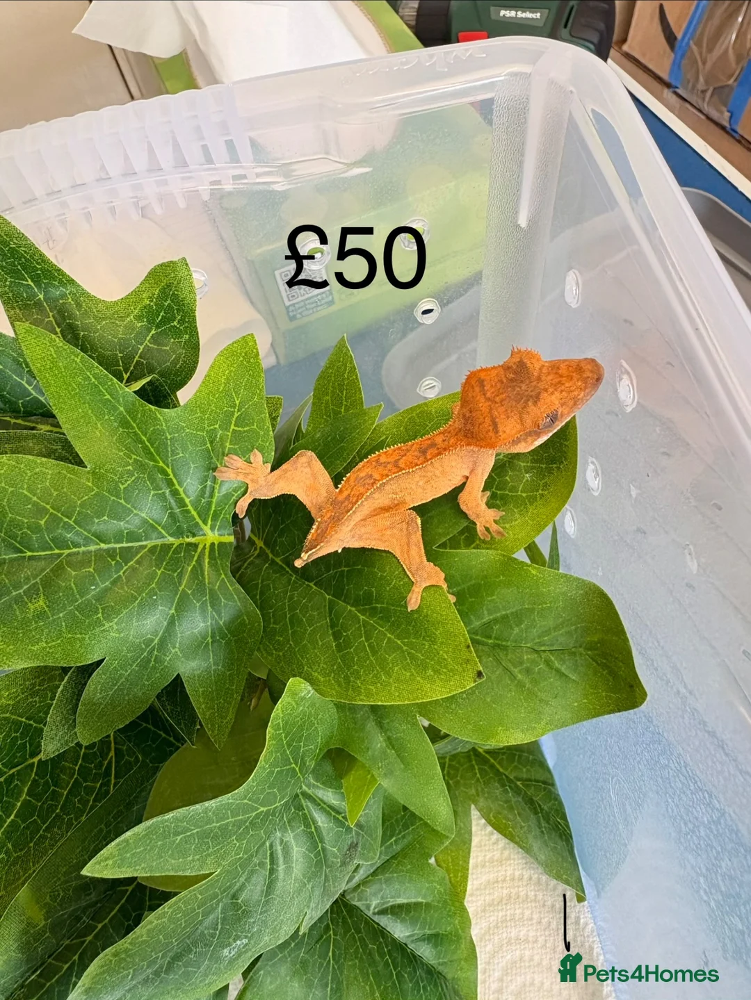 Gecko reptiles for sale: Crested Geckos various  in Burgess Hill - Advert 12