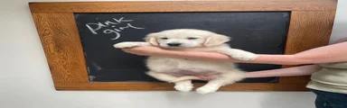 Golden Retriever 6