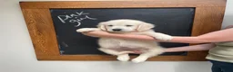 Golden Retriever dogs for sale: Wonderful Golden retriever puppies  - Advert 11