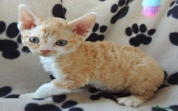 Devon Rex cats for sale: Beautiful Devon Rex Kittens - GCCF registered - Image 21