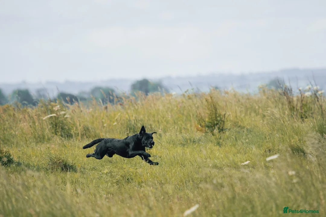 Labrador Retriever dogs for stud: FTCH sired superb lines absolute gent  in Droitwich - Advert 23