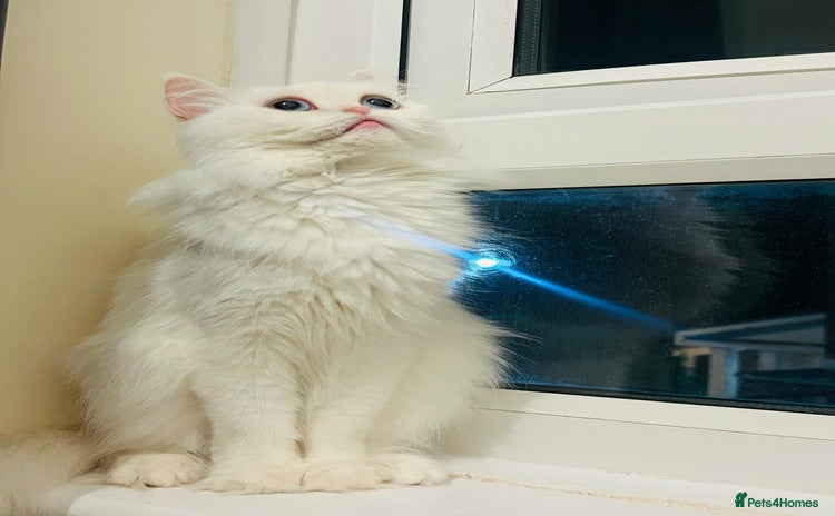 Persian cats - Advert 1
