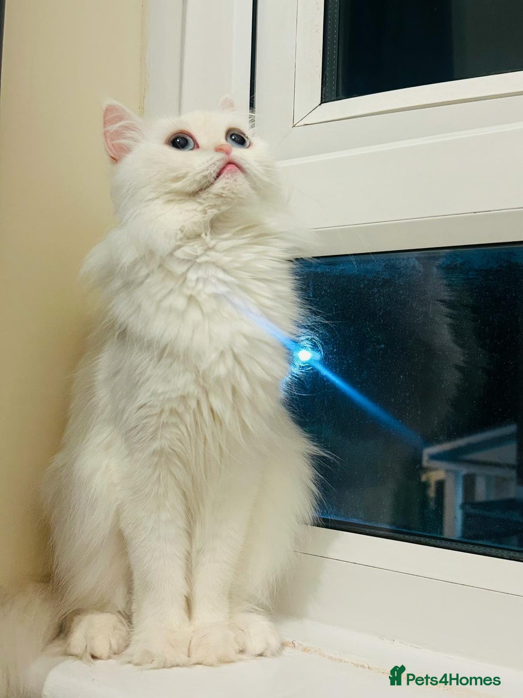 Persian cats for sale: Pashmi - Image 1