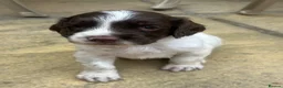 English Springer Spaniel dogs for sale: KC Registered working springer spaniels - Advert 7