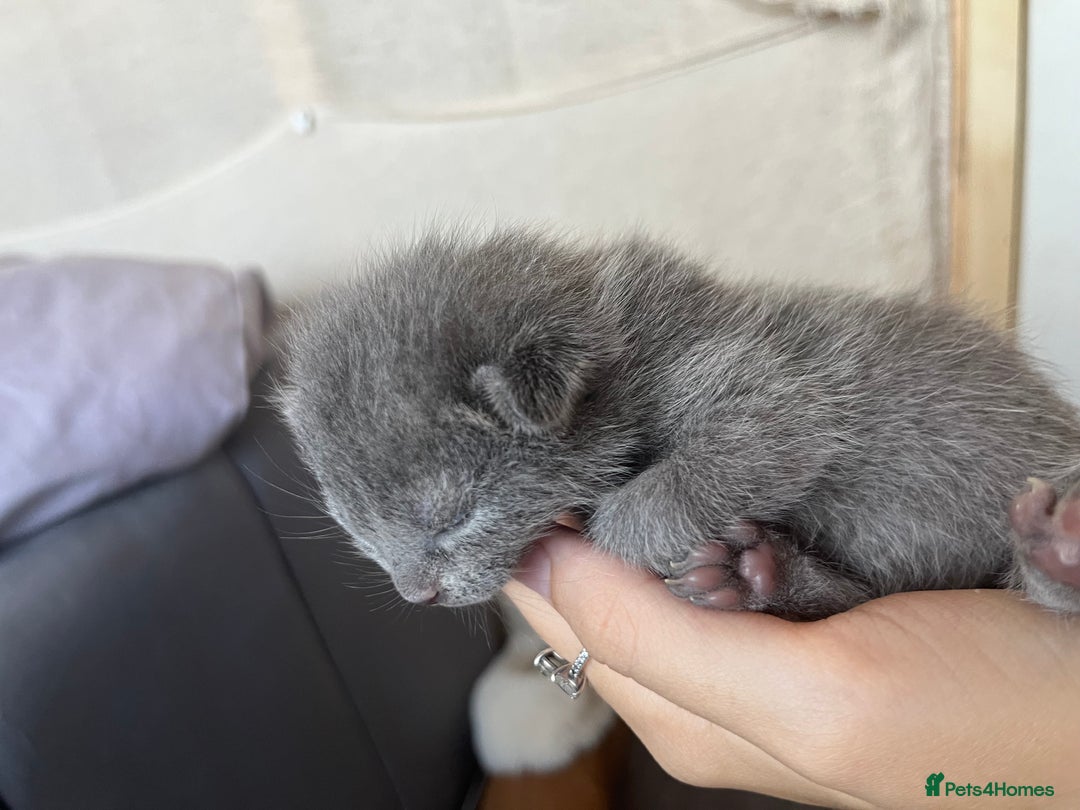 Mixed Breed cats for sale: Grey kittens  - Image 5