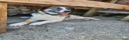 Mixed Breed dogs for adoption: Doucia for adoption - Advert 4