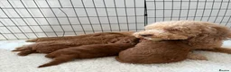 Mixed Breed dogs for sale: Adorable Toy/Miniature Poodle Puppies - Advert 9