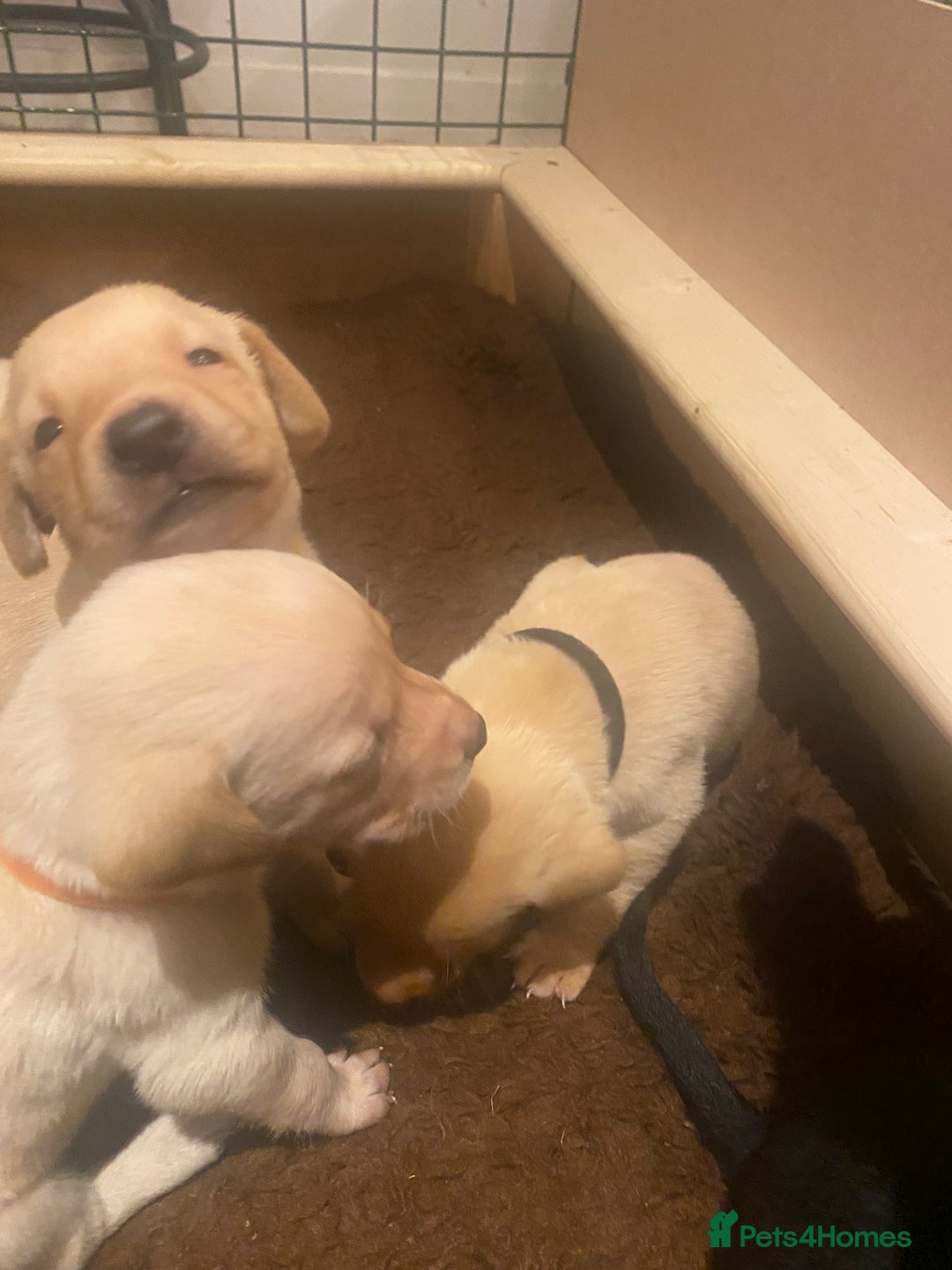 Labrador Retriever dogs for sale: KC registered Labrador puppies - Advert 26
