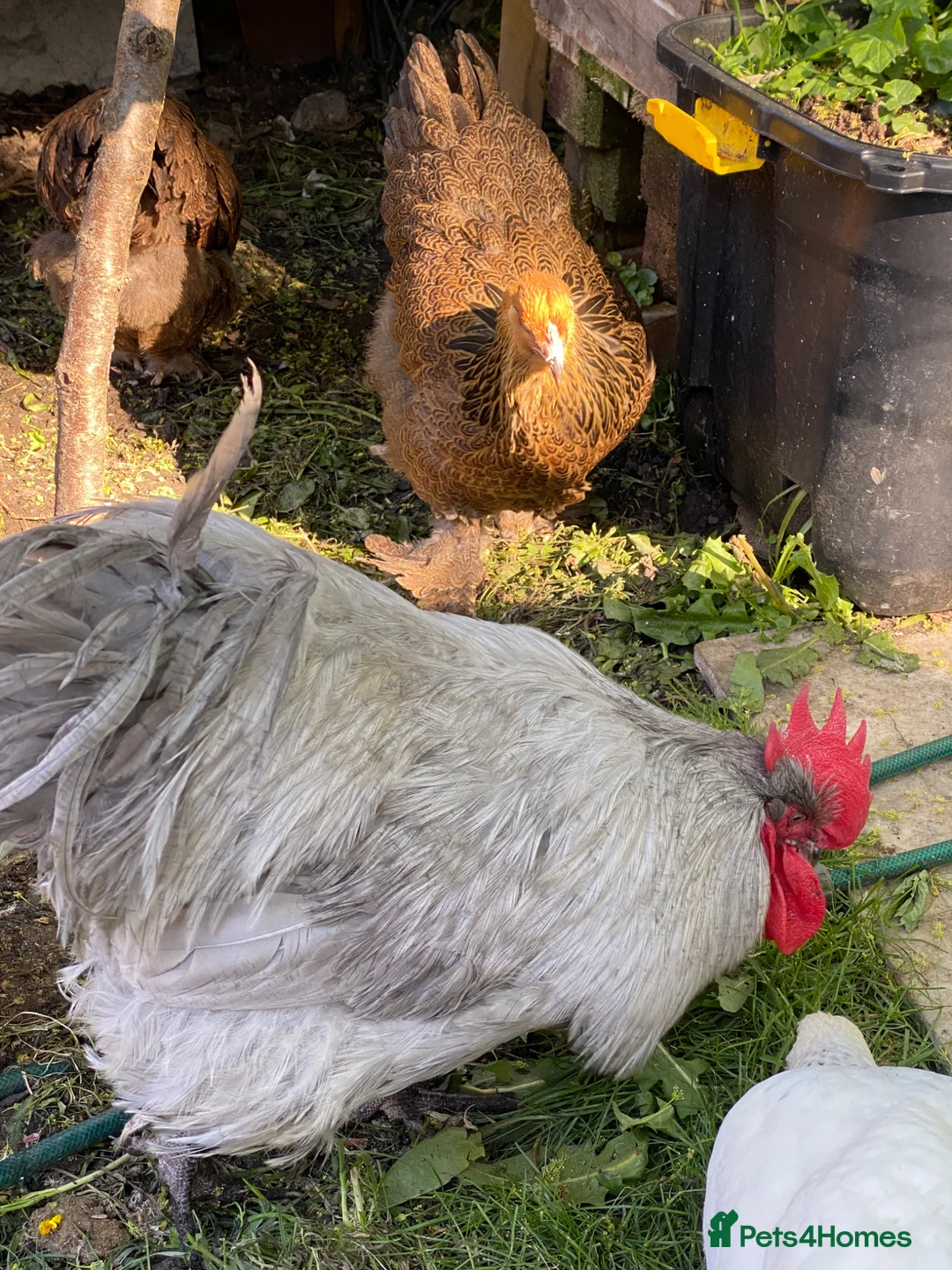 Mixed Breed poultry for sale: Orpington mix (Blue) cockerel in London - Advert 4