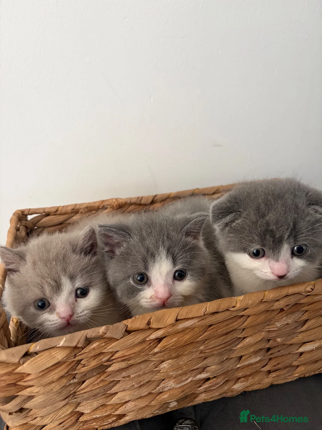British Shorthair cats for sale: British shorthair cross (Scottish fold)  - Advert 1