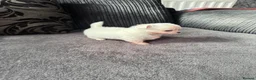 Chihuahua dogs for sale: Gorgeous white boy puppies  - Advert 3
