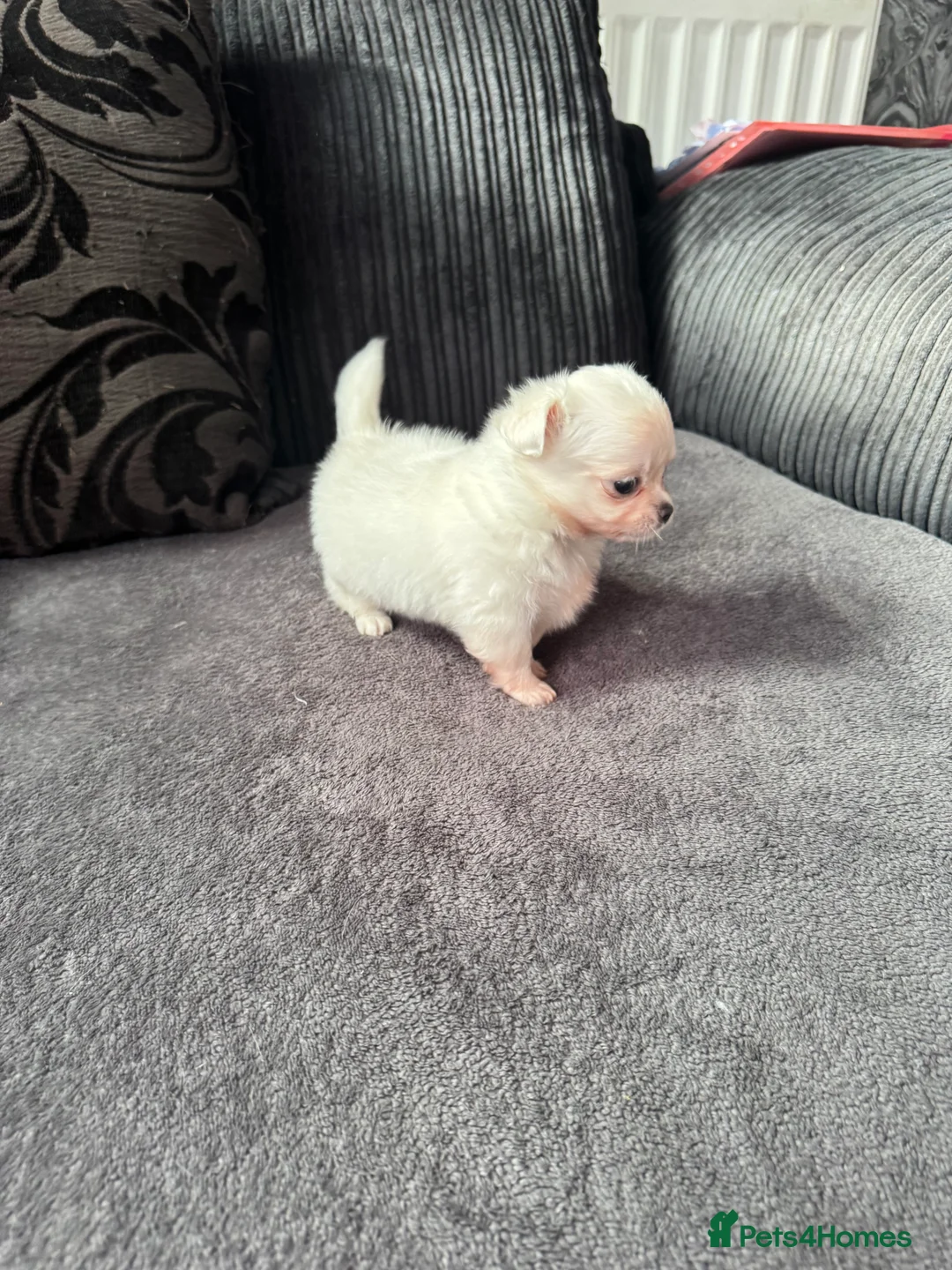 Chihuahua dogs for sale: Gorgeous white boy puppies  - Advert 3