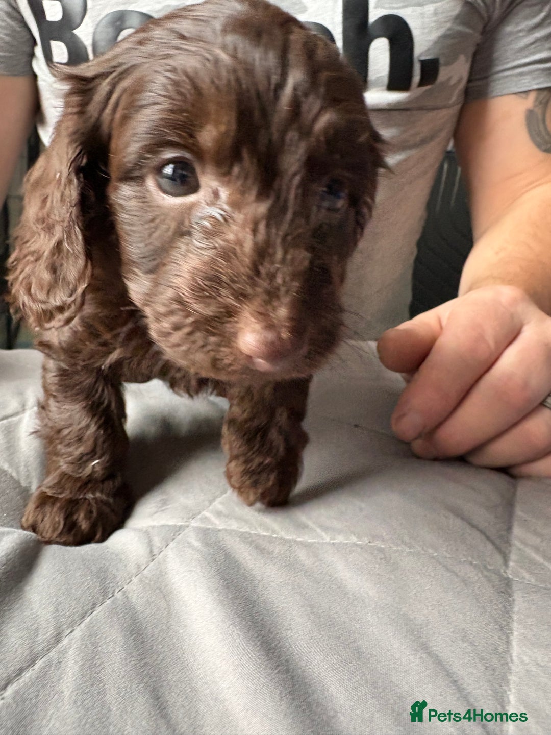 Mixed Breed dogs for sale: Dachshund x King Charles spaniel puppies for sale  - Advert 3