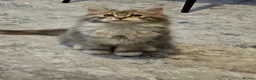 Maine Coon cats for sale: Maine coon kitten - Advert 4