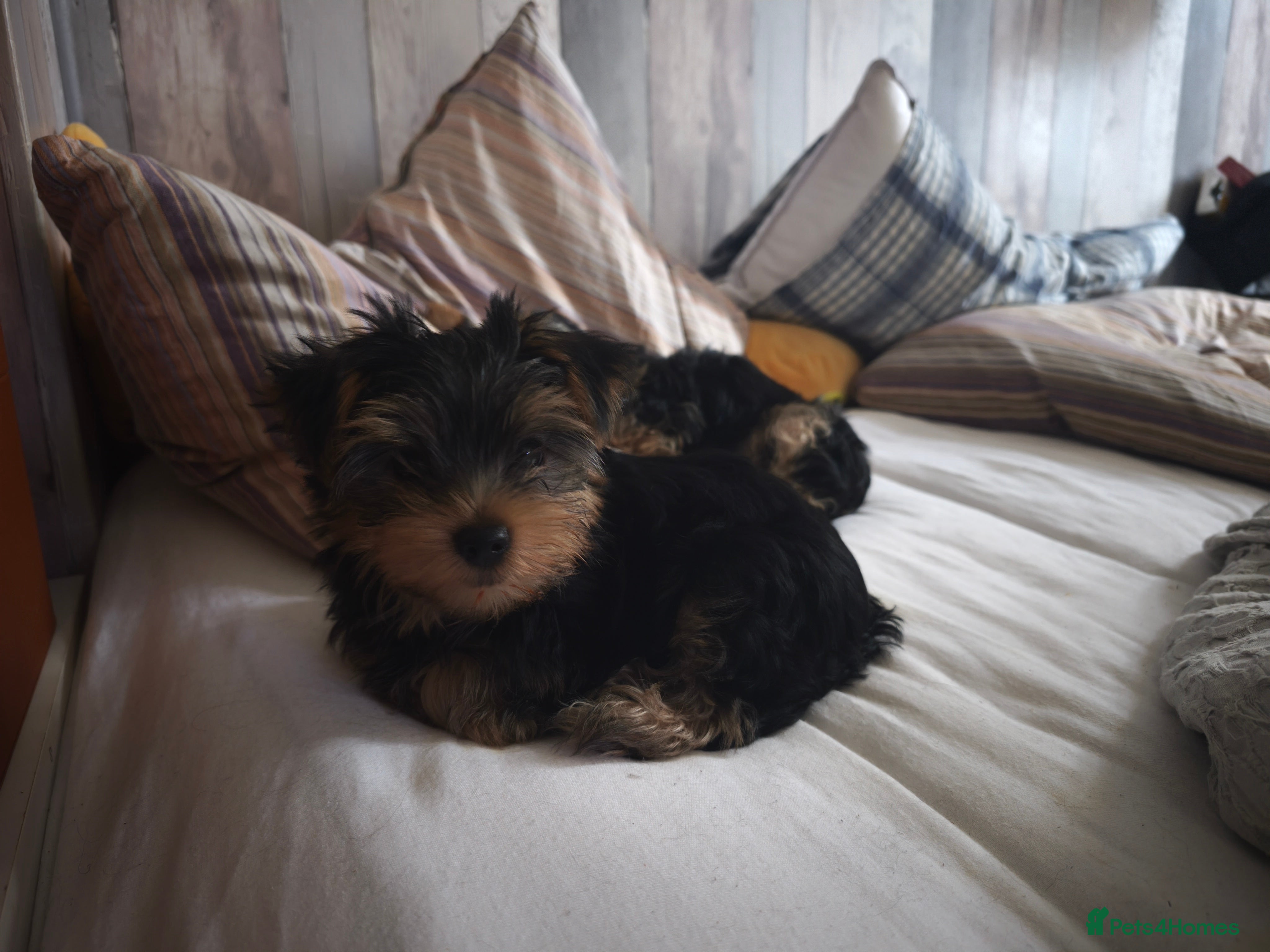 Yorkshire Terrier dogs for sale: Yorkshire Terrier Puppies – 2 Girls & 1 Boy - Advert 2