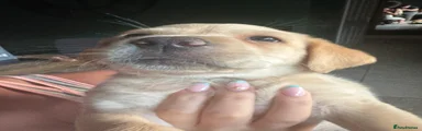 Labrador Retriever 1