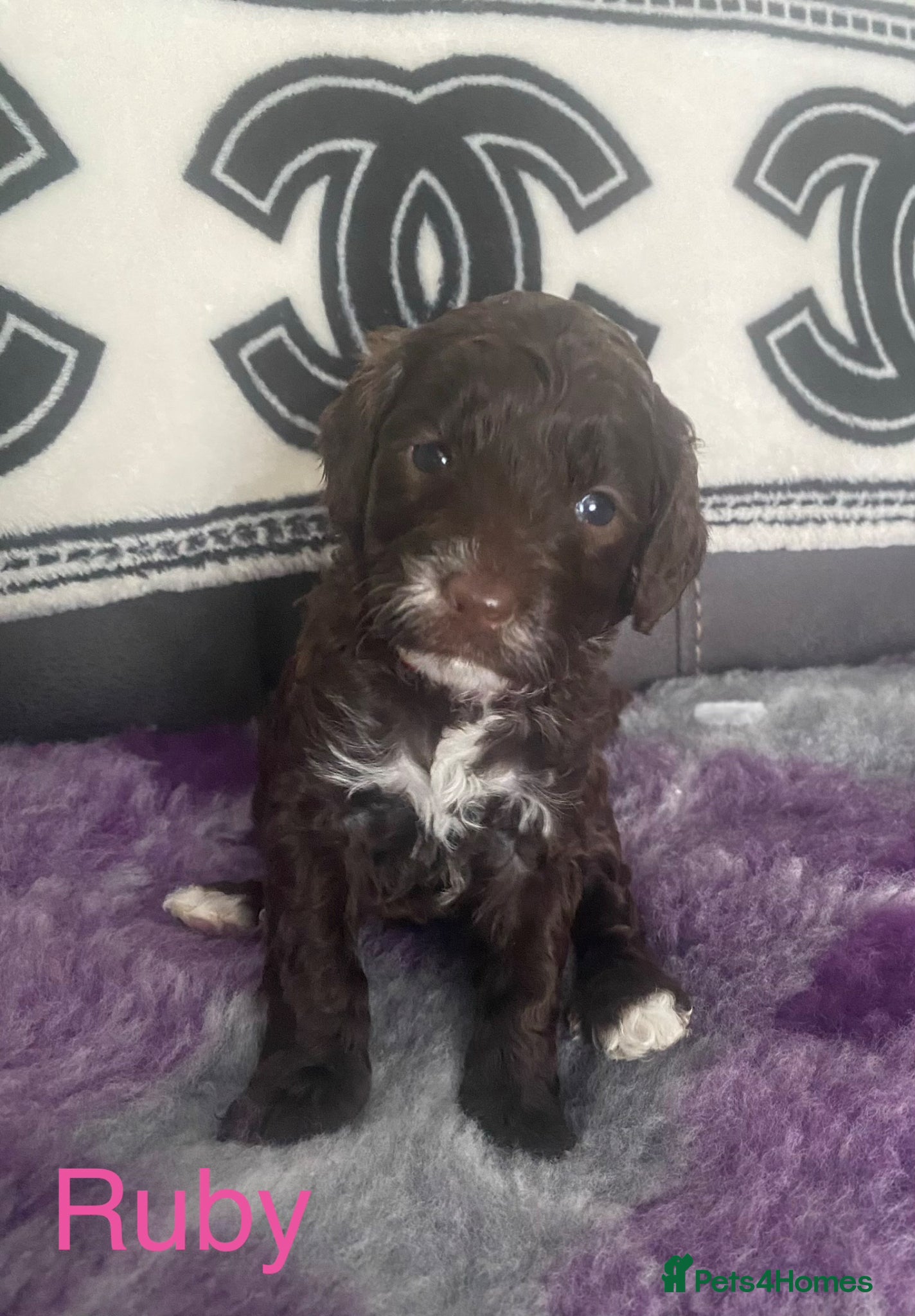 Cockapoo dogs Beautiful F1b cockapoos - Advert 1