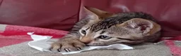 Bengal cats for sale: Bengal Kittens: Princess, Hunter & Friend - Advert 37