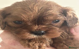 Cavalier King Charles Spaniel dogs for sale: Exquisite Cavalier King Charles puppies KC reg - Image 6