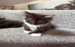 Maine Coon cats for sale: Mixed mainecoons kittens  - Image 13