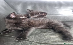 Mixed Breed cats for sale: 3 Beautiful kittens - Image 2
