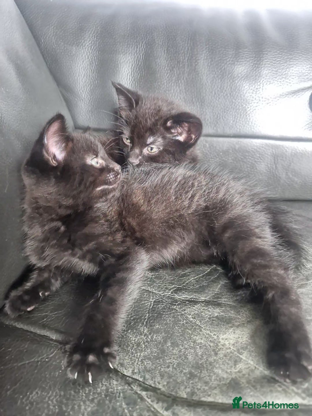 Mixed Breed cats for sale: 3 Beautiful kittens - Image 2