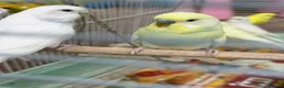 Budgerigars birds for sale: Budgies for sale in Norbury - Advert 4