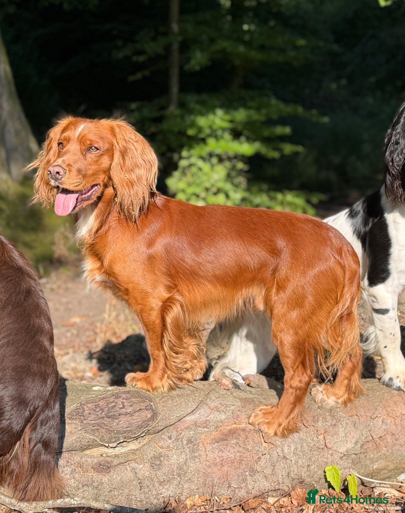 Cocker Spaniel dogs Extensively health tested. Carries tan. KC reg.  - Advert 2