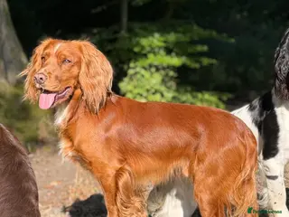 Cocker Spaniel dogs Extensively health tested. Carries tan. KC reg. - Advert 2