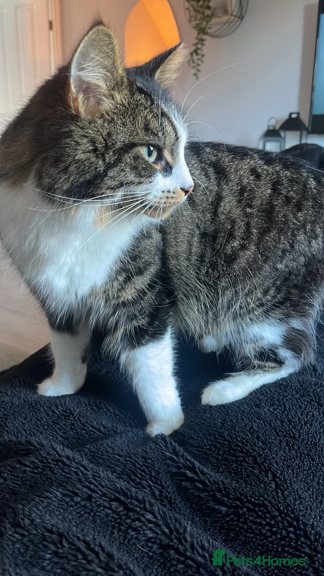 Mixed Breed cats for sale: Beautiful male half Main Coon in Bristol - Advert 2