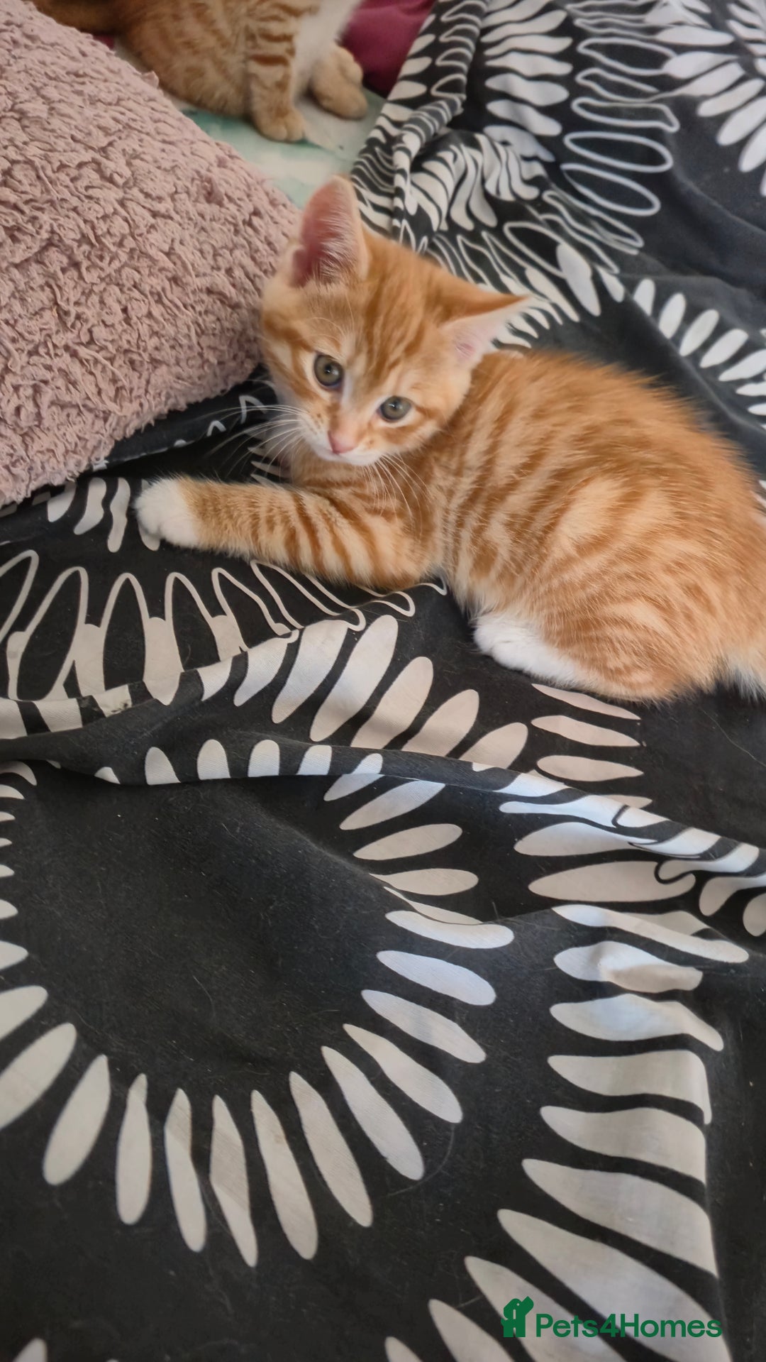 Mixed Breed cats for sale: Beautiful Kittens Savannah x Maine Coon Mix 🐾 - Image 7