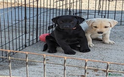 Labrador Retriever dogs for sale: KC Labrador puppies #READY TO LEAVE# - Image 12