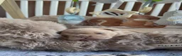 French Bulldog dogs for sale: Quality French bulldog puppies 🐾🔥 - Advert 8