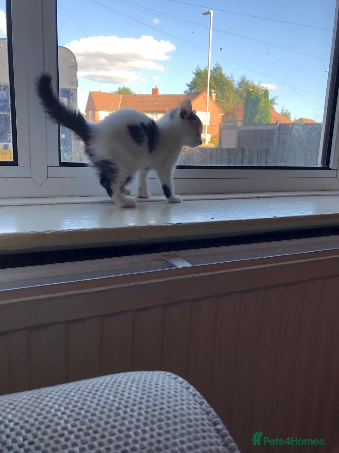 Domestic Shorthair cats for sale: Lovely male kitten - Image 3