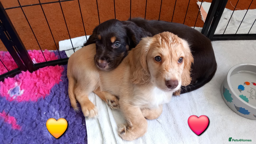 Cocker Spaniel dogs for sale: Chocolate & Tan, Working cocker boys available! - Image 3