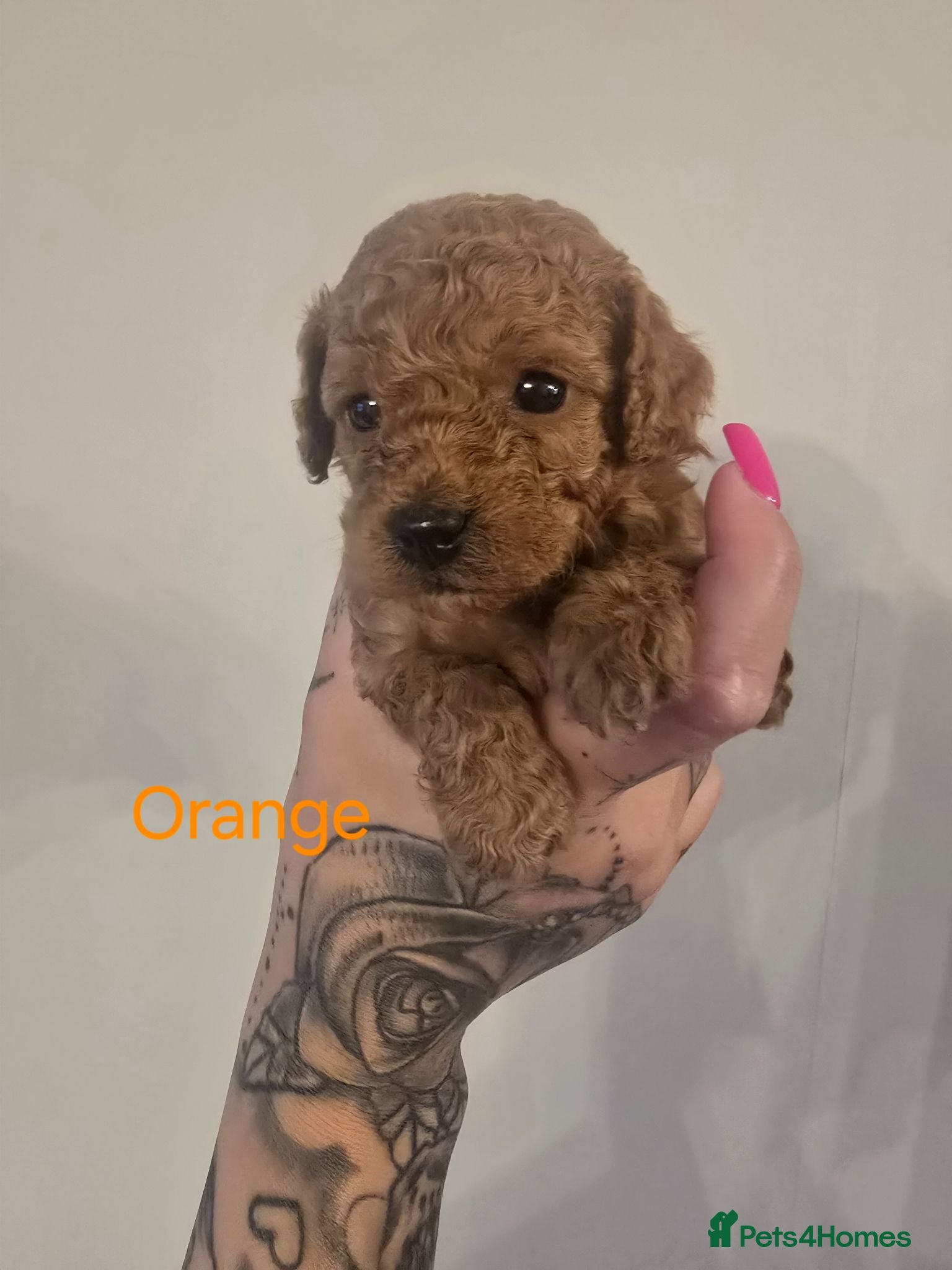 Cockapoo dogs Stunning F1BB Toy American Cockapoos - Advert 15