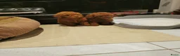 Toy Poodle dogs for sale: RED TOY POODLE PUPPY KC REG AND DNA CLEAR - Advert 6