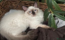 Ragdoll cats for sale: ✨Seal Point Male - Ready from 15th Nov 💙 - Image 1